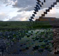 Fogg Dam Conservation Reserve - Accommodation Mt Buller