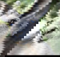 John Egan Pioneer Track - Accommodation Mt Buller