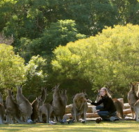 Lone Pine Koala Sanctuary - Accommodation Mt Buller