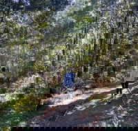 Lyrebird Circuit Walk - Accommodation Mt Buller