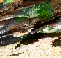 Platypus House - Accommodation Mt Buller