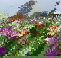 Smokin Heights Iris Display Garden - Accommodation Mt Buller