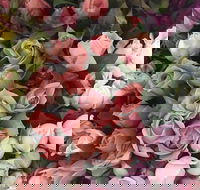 Sydney Flower Market