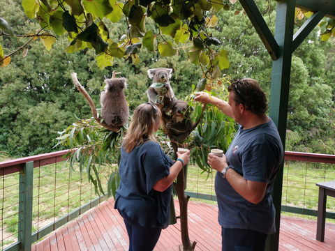 The Aussie Stop Offering Breakfast With Koalas - Accommodation Mt Buller 1