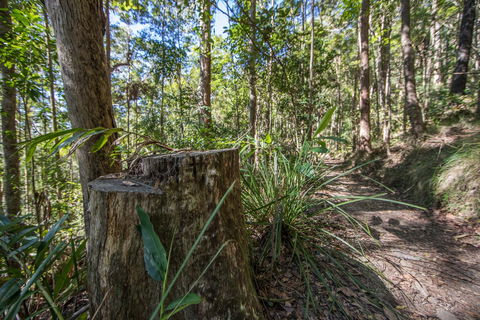 Thylogale Track - Accommodation Mt Buller 0
