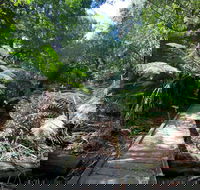 Wirrawilla Rainforest Walk - Accommodation Mt Buller
