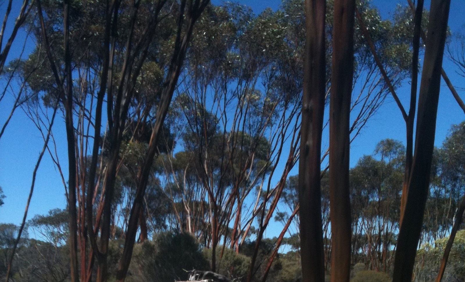 Boorabbin WA Accommodation Mt Buller