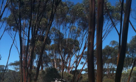 Boorabbin National Park - Accommodation Mt Buller 0