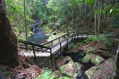 Kondalilla Falls Circuit, Kondalilla National Park - Accommodation Mt Buller 2