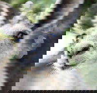 Mungallala - Accommodation Mt Buller