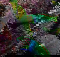 Sunshine Reef - Accommodation Mt Buller