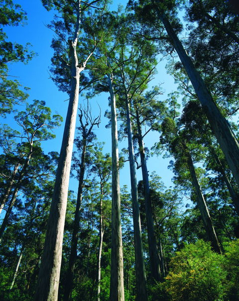 The Four Aces - Accommodation Mt Buller 0
