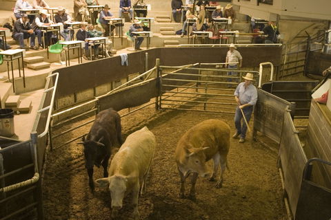 Wagga Wagga Livestock Marketing Centre - Accommodation Mt Buller 0