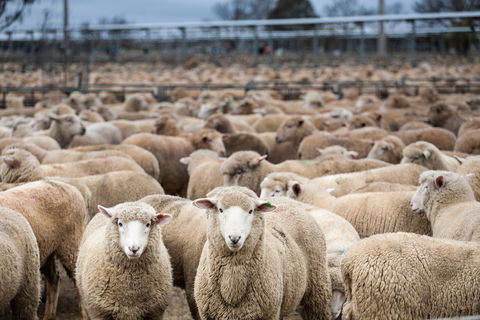 Wagga Wagga Livestock Marketing Centre - Accommodation Mt Buller 1