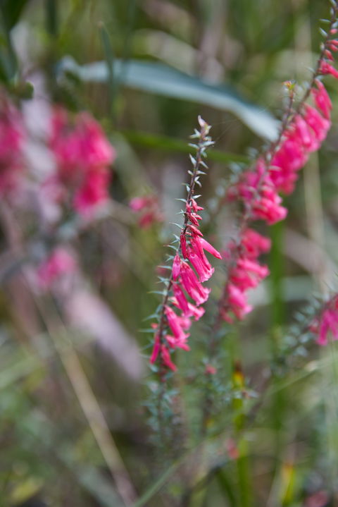 Warawee Circuit Walk To  Trigger Plant Track - Accommodation Mt Buller 0