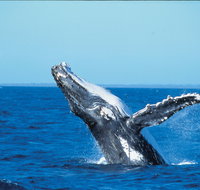 Whale Watching on Keswick Island - Accommodation Mt Buller