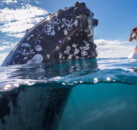 Whale Watching - Accommodation Mt Buller