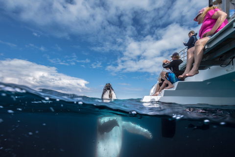 Whale Watching - Accommodation Mt Buller 2