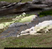 Yarra Valley Nocturnal Zoo - Accommodation Mt Buller