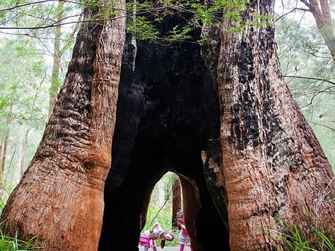 Ancient Empire Walk, Valley Of The Giants - Accommodation Mt Buller 0