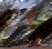 Bonorong Wildlife Sanctuary - Accommodation Mt Buller