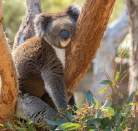 Cleland Wildlife Park - Accommodation Mt Buller