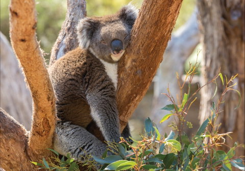 Cleland Wildlife Park - Accommodation Mt Buller 0