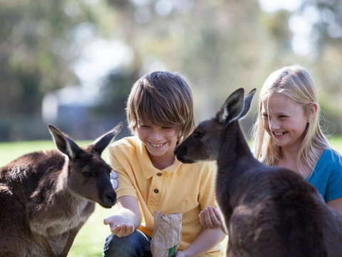 Cleland Wildlife Park - Accommodation Mt Buller 1