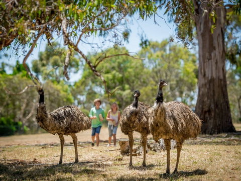 Cleland Wildlife Park - Accommodation Mt Buller 2