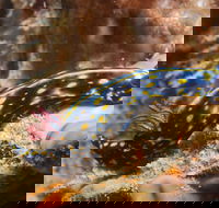 Cochrane Artificial Reef Dive Site - Accommodation Mt Buller