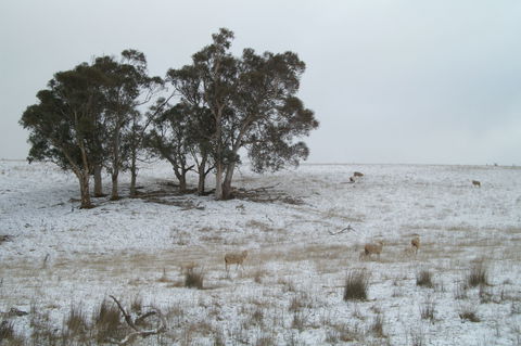 Crookwell Wind Farm - Accommodation Mt Buller 2