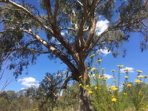 Euroa Arboretum - Accommodation Mt Buller 0