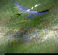 Germein Reserve - Accommodation Mt Buller