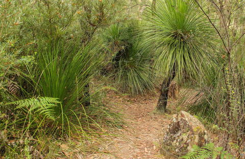 Grass Tree Circuit - Accommodation Mt Buller 0