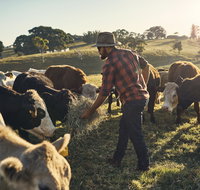 Hinterland Full Day Self Drive Tour - Accommodation Mt Buller