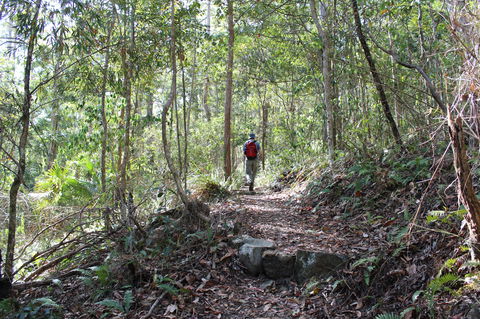 Morelia Walking Track, D'Aguilar National Park - Accommodation Mt Buller 1
