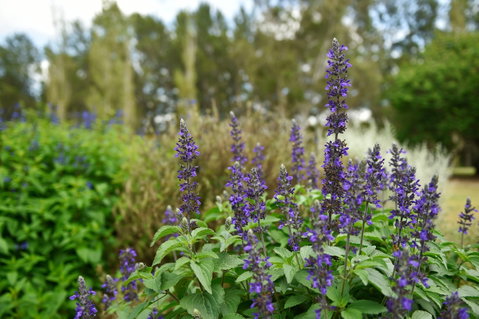 Picton Botanic Gardens - Accommodation Mt Buller 1