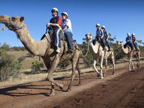 Quorn - Accommodation Mt Buller 0