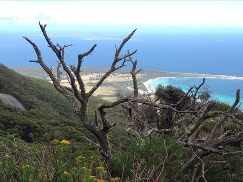 Strzelecki Peaks Great Short Walk - Accommodation Mt Buller 0