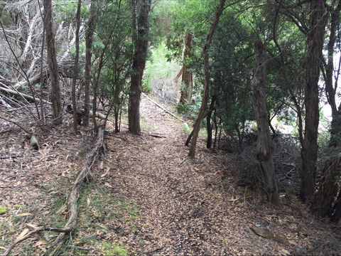 The Lady Barron Foreshore Walk - Accommodation Mt Buller 1