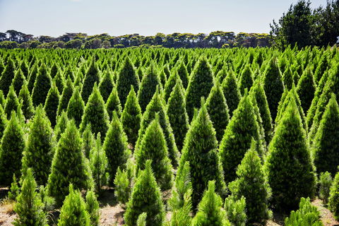 Christmas Tree Farm - Accommodation Mt Buller 0