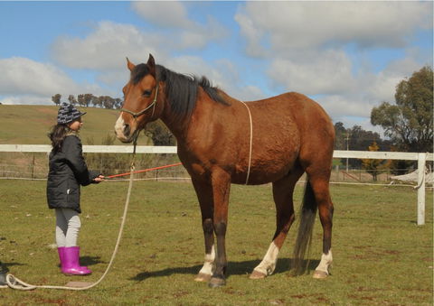 Horses Teaching Humans - Accommodation Mt Buller 2