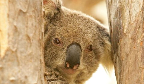 Koala Reserve - Accommodation Mt Buller 0