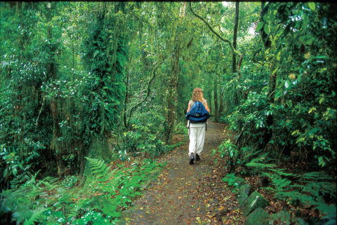 Mount Cougal, Springbrook National Park - Accommodation Mt Buller 0