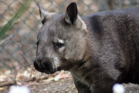 Peel Zoo - Accommodation Mt Buller 0