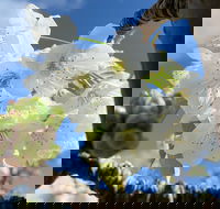 Tasmania Birchs Bay Cherries - Accommodation Mt Buller