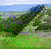 Wild Dog Barrier Fence - Accommodation Mt Buller