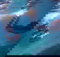 Small-Group Underwater Scooter Experience in Clovelly - Accommodation Mt Buller