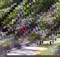 Forest Path Crooked Brook - Accommodation Mt Buller