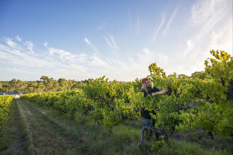 Mclaren Vale - Accommodation Mt Buller 0